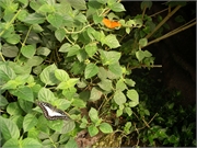 Mai - 4. Sept. O5068